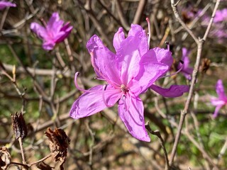 Netzadrige Azalee (Rhododendron reticulatum), Conservatory and Botanical Garden of the City of...