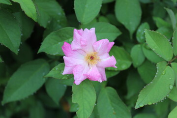 pink rose flower