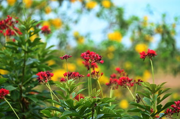 Flower buds - Red bloom, bright green leaves with long tail-like leaves called Peregrina, Spicy Jatropha Scientific name: Jatropha integerrima on a blurred natural background (poisonous plant).
