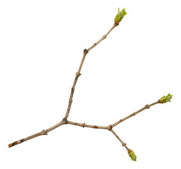 Young spring branch of lilac isolated on white. Spring mood. Lilac twig extracted on white background