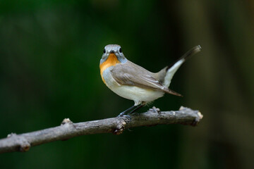 Pretty brown bird with ornage feathers on its chin to breast wagging tail while perching on branch in very low lighting with noise and grain, red-breasted flycatcher