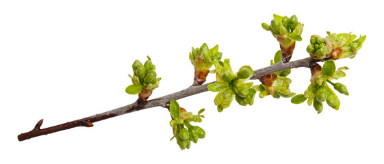 Young spring cherry branch isolated on white. Fruit tree