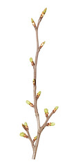 Young spring branch with buds and without leaves isolated on white. Early spring, renovation of nature