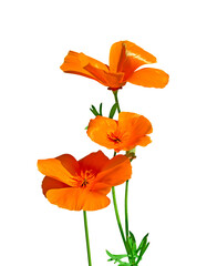 Three orange flower isolated on a whait background