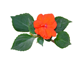 Bright red flower isolated on a white background