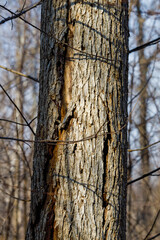 Fototapeta premium Close up of a dead elm tree caused by Dutch Elm Disease (DED) (Ophiostoma ulmi) during early spring. Selective focus, background blur and foreground blur 