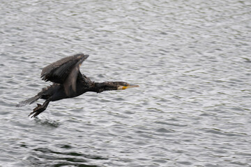 cormorant just taking off