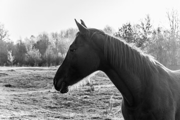 Black and white portrait of an arabian mare in the morning sunlight