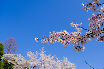 上田城跡公園 桜の花