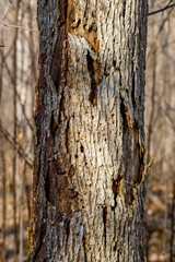 Fototapeta premium Close up of a dead elm tree caused by Dutch Elm Disease (DED) (Ophiostoma ulmi) during early spring. Selective focus, background blur and foreground blur 