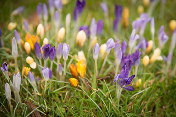 White, yellow and pink crocuses  with green grass in the field at