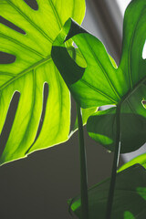 Monstera plant in the office. Monstera's leaves image.