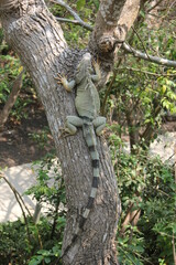 Fototapeta na wymiar iguana on tree