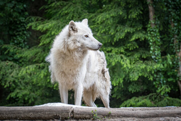 Obraz premium wolf in the forest