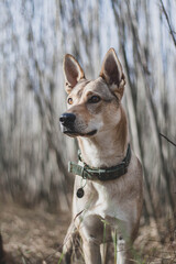 Portrait of a czechslovakian wolfdog puppy in a young forest