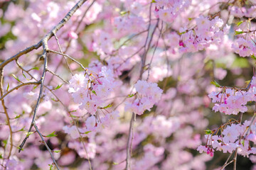 上田城跡公園 枝垂れ桜