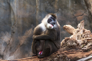 Mandril mira atrás por encima del hombro