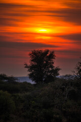 Fototapeta na wymiar Dawn on the woodlands near Lower Sabie, southern Kruger National Park, South Africa