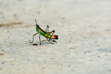 Grasshopper Payaso - Paramastax nordestensis macho