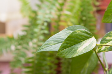 Green leaves of a home flower close-up. In the background, green plants are out of focus. There is free copy space. Warm soft daylight.