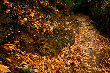 autumn leaves on the ground