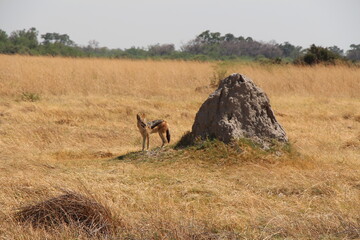 animal in a nationalpark in namibia