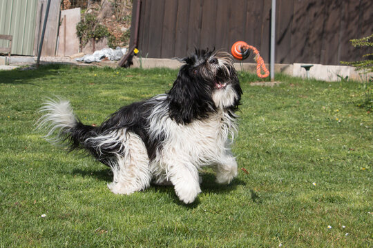 Schapendoes / PON Mix playing with a ball in garden