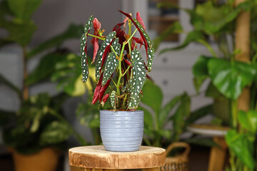 Beautiful tropical 'Begonia Maculata' houseplant with white dots in gray ceramic flower pot on wooden plant stand - obrazy, fototapety, plakaty