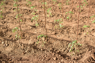 Young tomato plants in a greenhouse - home production