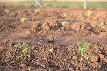 Young tomato plants in a greenhouse - home production