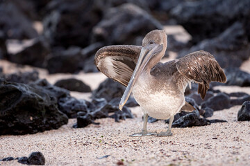 Brown pelican at the beach of San Cristobal island of Galapagos.