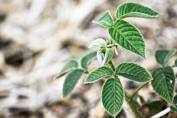 Zarzamora, Rubus fruticosus, blackberry