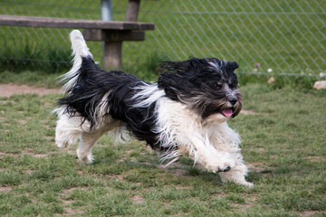 Schapendoes / PON Mix playing and running on playground