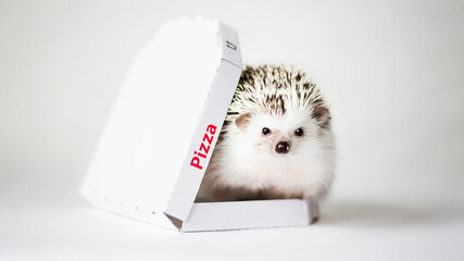 hedgehog in box on white background © Krystsina