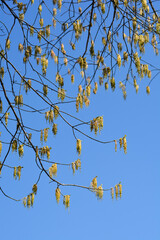 Boxelder maple
