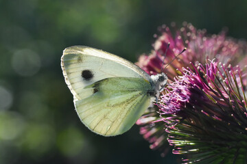The green-veined white (Pieris napi) butterfly on meadow. Big white butterfly collecting nectar on wild flowers