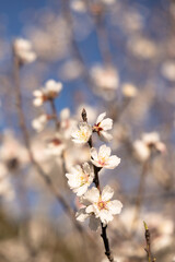 White Almond blossom flower against a blue sky, vernal blooming of almond tree flowers in Spain