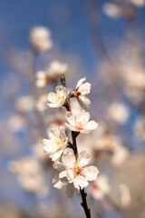  White Almond blossom flower against a blue sky, vernal blooming of almond tree flowers in Spain