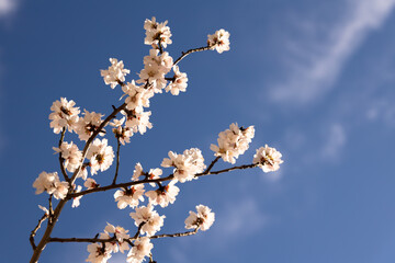  White Almond blossom flower against a blue sky, vernal blooming of almond tree flowers in Spain