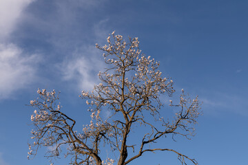White Almond blossom flower tre against a blue sky, vernal blooming of almond tree flowers in Spain