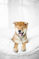 shiba inu puppy on white interior