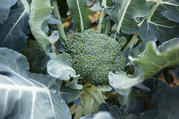 Closeup on the head of a fresh green broccoli growing in organic soil garden