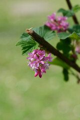 Flowering currant