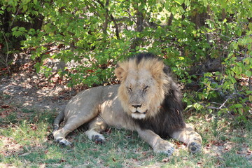 a male lion in close up