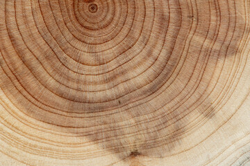 Naklejka premium Board with sawed branches by juniper and acacia