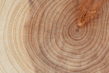Board with sawed branches by juniper and acacia