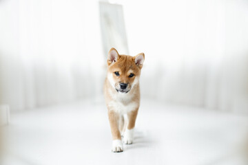 shiba inu puppy on white interior