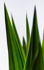 green grass background