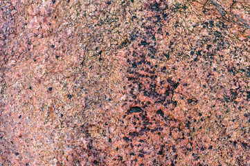 Textured red background. The texture of the sea stone is red-brown.