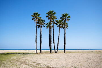 Palm trees on the beach of Calafell on the sunny day, Spain, sea in the background 